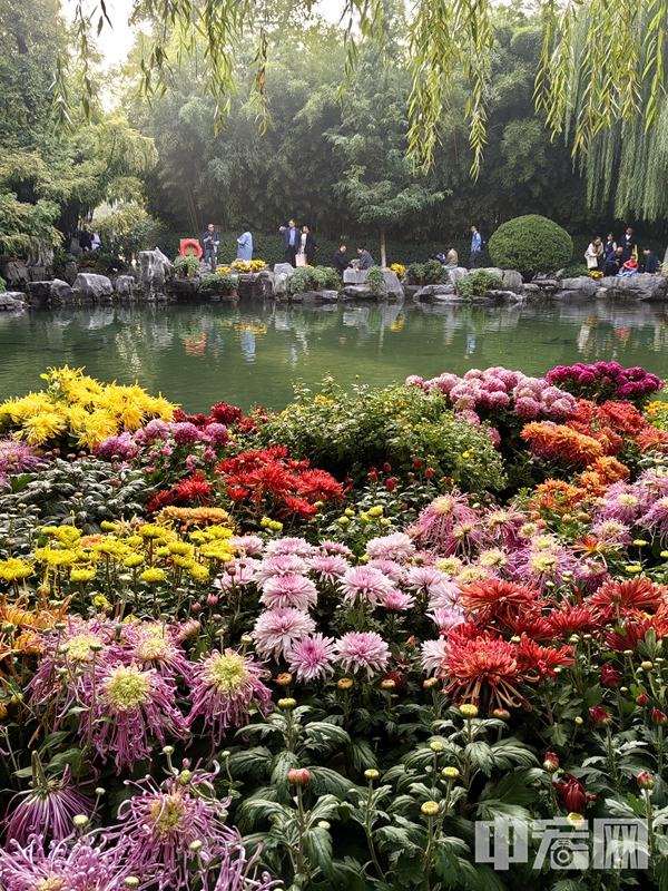 菊展設(shè)菊花小景、菊花造型、品種菊、大立菊、懸崖菊、扎菊、盆景菊等九大展項(xiàng)。