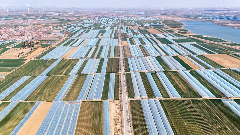 中宏網山東4月2日電 近日，山東青島萊西市馬連莊鎮3萬畝國家地理標志甜瓜提前兩個月上市。（攝影 張進剛）